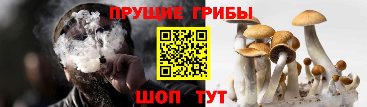 Димитровград  Галлюциногенные грибы мухоморы  Вход с VPN  Галлюциногенные грибы Psilocybe 